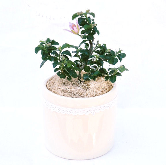 �Q�O�O�Q�N�ȗ��A�N�Ԃ̃x�X�g�Z���[�I�I�I�R���p�N�g�ɉ������܂����B���߂Ă̕��ɂ���Ă₷����v�ȐA���ł��B