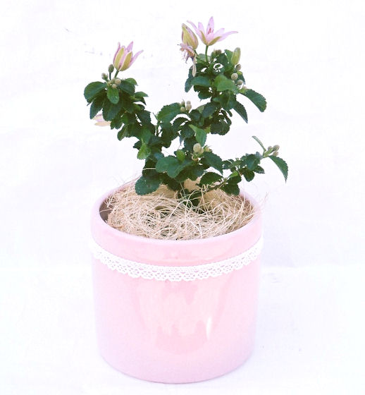 �Q�O�O�Q�N�ȗ��A�N�Ԃ̃x�X�g�Z���[�I�I�I�R���p�N�g�ɉ������܂����B���߂Ă̕��ɂ���Ă₷����v�ȐA���ł��B