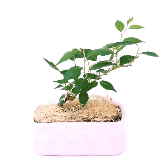 �P�O�����B�t�ƏH�̓��炭�T�N���ł��B�N�Ԃ̒��x�X�g�Z���[�ɂȂ�܂����I�I�I�R���p�N�g�ɉ������܂����B���߂Ă̕��ɂ���Ă₷����v�ȐA���ł��B