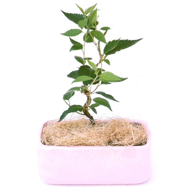 �P�O�����B�t�ƏH�̓��炭�T�N���ł��B�N�Ԃ̒��x�X�g�Z���[�ɂȂ�܂����I�I�I�R���p�N�g�ɉ������܂����B���߂Ă̕��ɂ���Ă₷����v�ȐA���ł��B