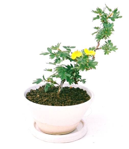 ����̖؂Ə����܂��B�����ɂ��₩��鉏�N�A���I�I�Ƃɂ��������A��x������ǂ����Ă���ɓ��ꂽ���Ȃ�A���ł��I 
   ���̏��i�́A�~�j�T�C�Y�ɍ��܂����B�������̃C���e���A�Ƃ��ăe�[�u���⑋�ӂɂ�����傫���ł��B�܂������̂����߂̈�i�ł��I�I�I