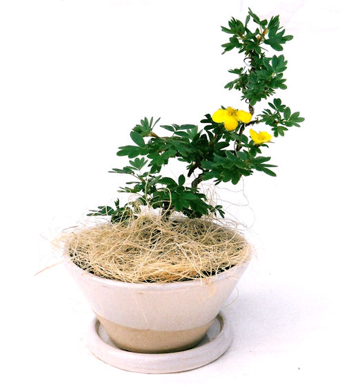 ����̖؂Ə����܂��B�����ɂ��₩��鉏�N�A���I�I�Ƃɂ��������A��x������ǂ����Ă���ɓ��ꂽ���Ȃ�A���ł��I 
   ���̏��i�́A�~�j�T�C�Y�ɍ��܂����B�������̃C���e���A�Ƃ��ăe�[�u���⑋�ӂɂ�����傫���ł��B�܂������̂����߂̈�i�ł��I�I�I