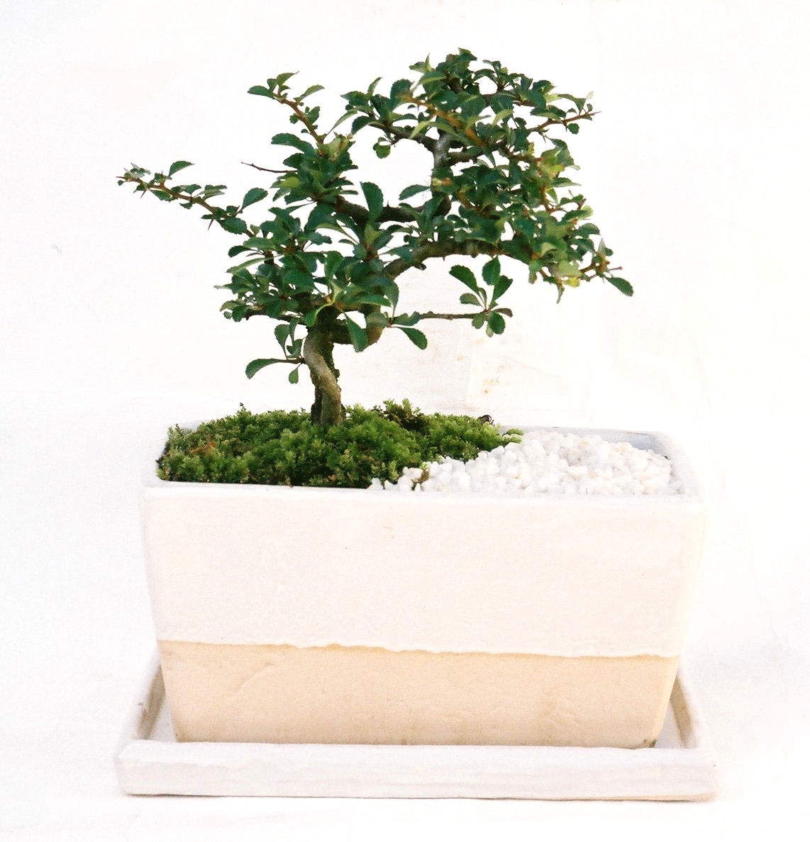 �����~�Ə����܂��B�����ɂ��₩��鉏�N�A���I�I�X�ɏt�A�R�����납���ȐԂ��ԁB�}�ɒ��ڂڂ݂�t���J�Ԃ��܂��B�Ԑ��������Ă��A���Ȃ��Ă��A�Ƃɂ��������A��x������ǂ����Ă���ɓ��ꂽ���Ȃ�A���ł��I 
   ���̏��i�́A�~�j�T�C�Y�ɍ��܂����B�������̃C���e���A�Ƃ��ăe�[�u���⑋�ӂɂ�����傫���ł��B�܂������̂����߂̈�i�ł��I�I�I