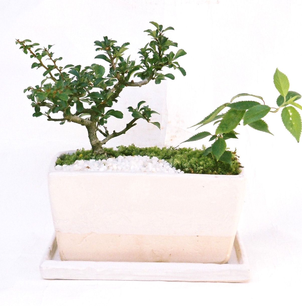 �����~�Ə����܂��B�����ɂ��₩��鉏�N�A���I�I�X�ɏt�A�R�����납���ȐԂ��ԁB�}�ɒ��ڂڂ݂�t���J�Ԃ��܂��B�Ԑ��������Ă��A���Ȃ��Ă��A�Ƃɂ��������A��x������ǂ����Ă���ɓ��ꂽ���Ȃ�A���ł��I 
   ���̏��i�́A�~�j�T�C�Y�ɍ��܂����B�������̃C���e���A�Ƃ��ăe�[�u���⑋�ӂɂ�����傫���ł��B�܂������̂����߂̈�i�ł��I�I�I