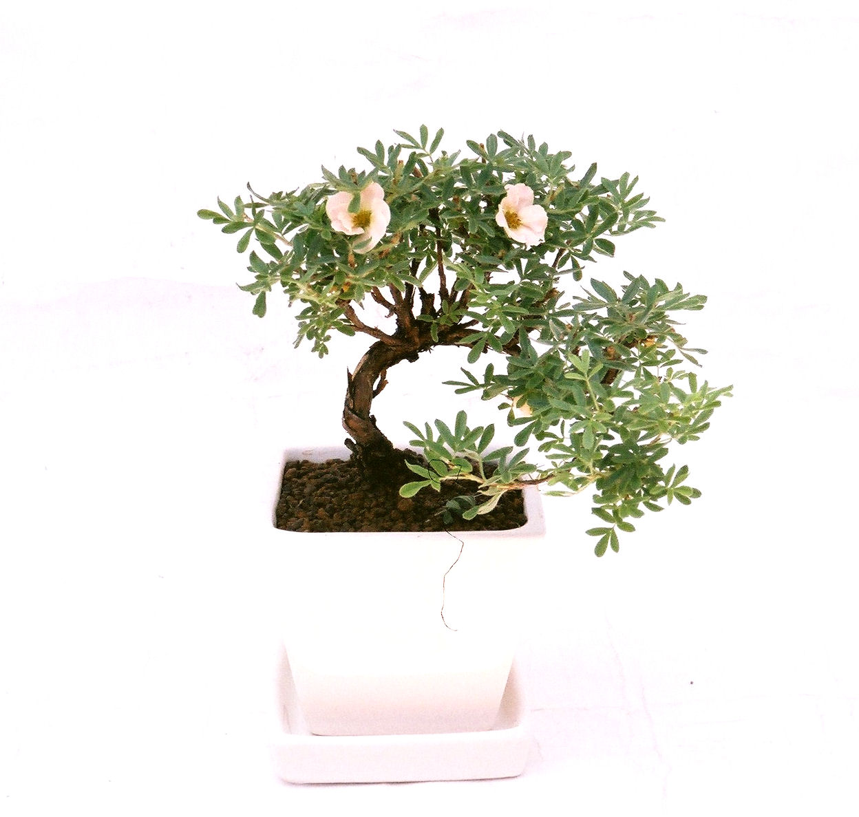 ���I�~�Ə����܂��B�����ɂ��₩��鉏�N�A���I�I�Ƃɂ��������A��x������ǂ����Ă���ɓ��ꂽ���Ȃ�A���ł��I 
   ���̏��i�́A�~�j�T�C�Y�ɍ��܂����B�������̃C���e���A�Ƃ��ăe�[�u���⑋�ӂɂ�����傫���ł��B�܂������̂����߂̈�i�ł��I�I�I