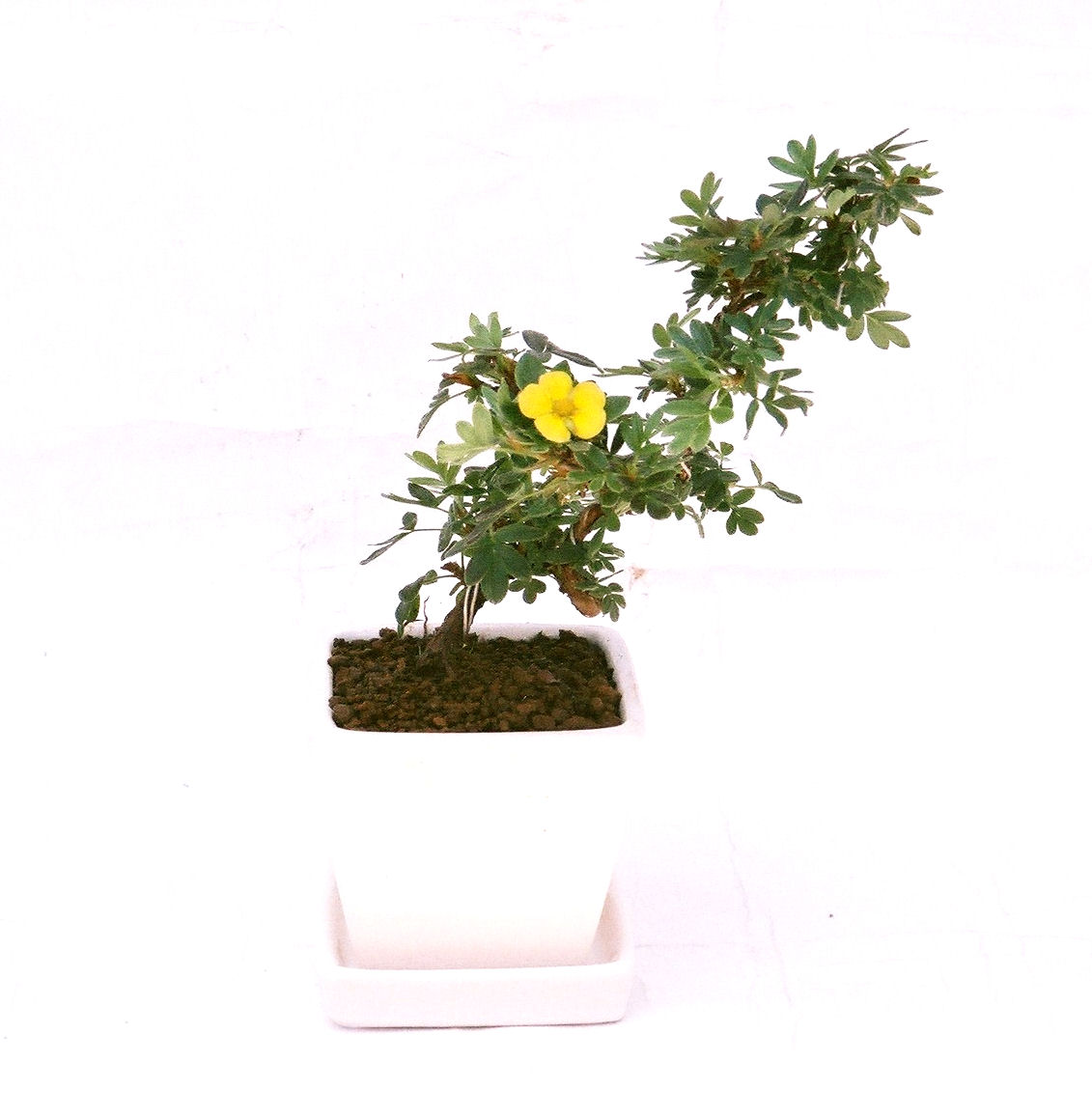 ����̖؂Ə����܂��B�����ɂ��₩��鉏�N�A���I�I�Ƃɂ��������A��x������ǂ����Ă���ɓ��ꂽ���Ȃ�A���ł��I 
   ���̏��i�́A�~�j�T�C�Y�ɍ��܂����B�������̃C���e���A�Ƃ��ăe�[�u���⑋�ӂɂ�����傫���ł��B�܂������̂����߂̈�i�ł��I�I�I