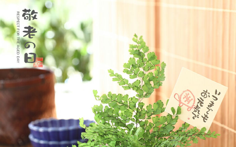 �h�V�̓��@�h�V�̓��M�t�g���W