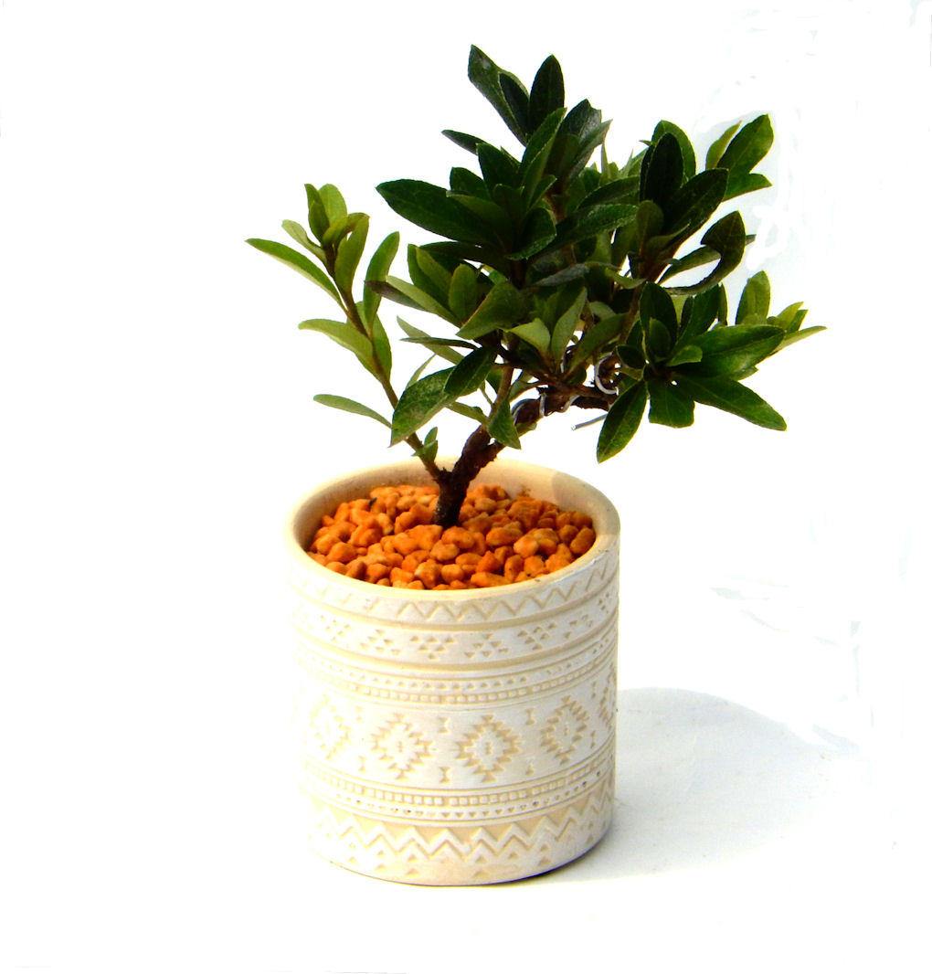 �N�Ԃ̒��x�X�g�Z���[�ɂȂ�܂����I�I�I�R���p�N�g�ɉ������܂����B���߂Ă̕��ɂ���Ă₷����v�ȐA���ł��B