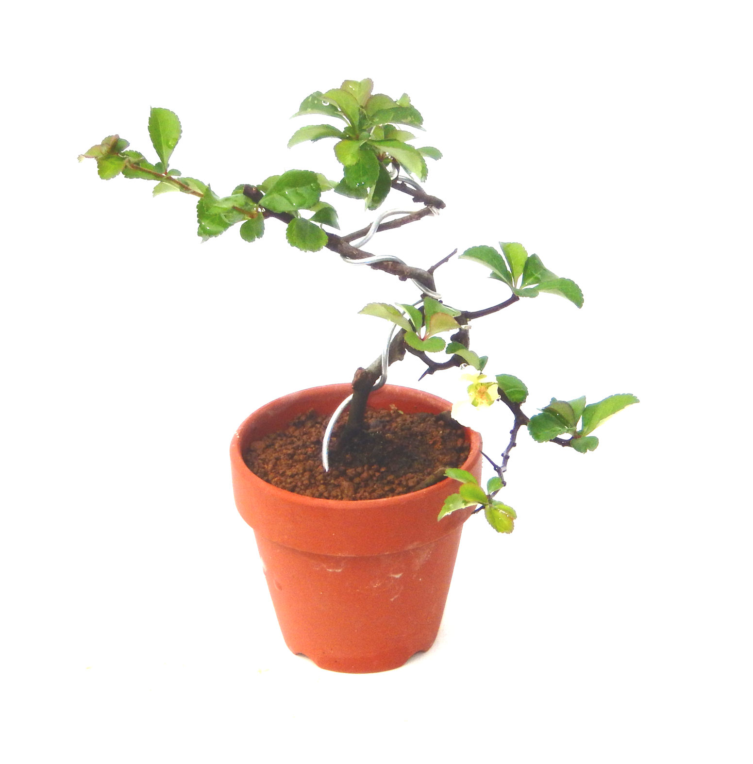 �N�Ԃ̒��x�X�g�Z���[�ɂȂ�܂����I�I�I�R���p�N�g�ɉ������܂����B���߂Ă̕��ɂ���Ă₷����v�ȐA���ł��B